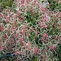 Clematis terniflora seed clusters on plant