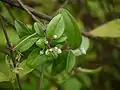 Tendrils, leaf stalk with buds