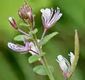 Cleome monophylla