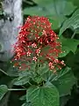 Clerodendrum paniculatum