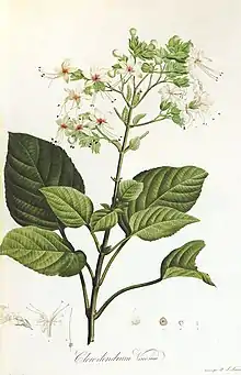 illustration from Jardin de La Malmaison