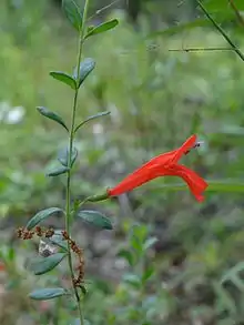 Clinopodium coccineum