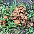 Cluster of Psilocybe caerulescens