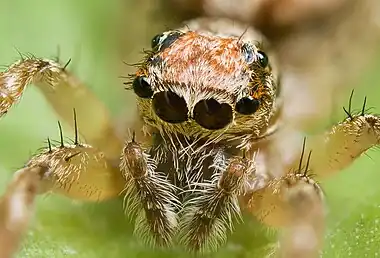 Image 4Simple eye in invertebratesPhoto: JJ HarrisonThe head of a female Clynotis severus species of jumping spider. The eyes of a spider are called simple eyes (as opposed to compound eyes) because in each eye, a single lens collects and focuses light onto the retina. In this spider, the two largest eyes in the middle are the most acute. The remainder on the sides and on the top of its head are "secondary eyes".More selected pictures