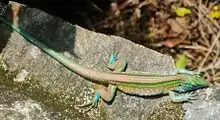 Rainbow Whiptail (Cnemidophorus lemniscatus)