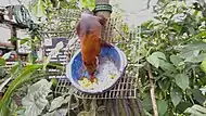 A coati feeding on fruit at a monkey sanctuary (Paseo de los Monos) in the Amazon of Puyo, Ecuador.