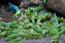 A green parrot with blue-tipped wings, a light-blue forehead, and white eye-spots