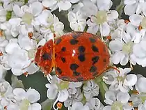 Imago on Apiaceae