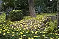 Fallen flowers Cochlospermum fraseri