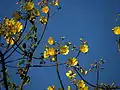 Cochlospermum vitifolium in Guanacaste, Costa Rica