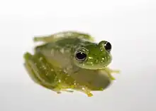 Image 14Powdered glass frog, Cochranella pulverata, Centrolenidae, Honduras to Ecuador (from Tree frog)