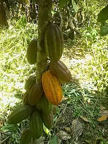 Cocoa tree in Ngoulmakong