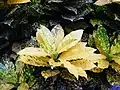 Completely yellow leaves on a specimen in Kolkata, India