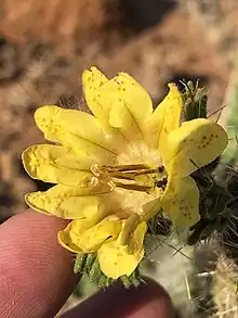 Codon schenckiiYellow Nectarcup