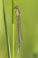 female newly emerged