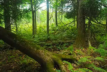 White cedars