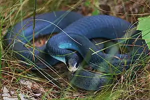 Adult blue racer, C. c. foxii