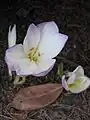 C. speciosum var. bornmuelleri close-up