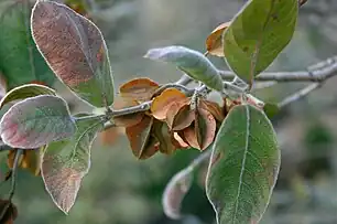 winter foliage and fruit