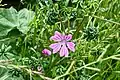 A flower of a common mallow