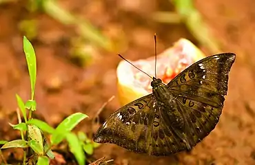 Common baron (Euthalia aconthea) sipping from a guava fruit