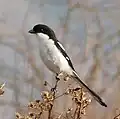 L. c. predator Clancey, 1953 — in part lumped with the nominate subsp.