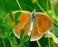 Common Ringlet (Coenonympha tullia inornata) in Ottawa, Ontario.