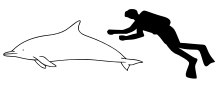 Long-beaked common dolphin size