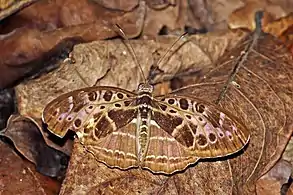 C. c. pallidiorKakum National Park, Ghana