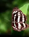 In Dumbara, Rathnapura, Sri Lanka