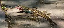 Texas spotted whiptail (Aspidoscelis gularis), Hidalgo County, Texas