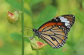 Image 1Danaus genutiaPhotograph credit: Charles James SharpDanaus genutia, the common tiger or striped tiger, is a species of brush-footed butterfly found in Sri Lanka, India, Myanmar, south-eastern Asia and Australia. It prefers areas of moderate to heavy rainfall, and typical habitats include scrubby jungle, deciduous forests and fallow land near habitations. The insect sequesters toxins from plants, and advertises its unpalatability by having prominent markings and striking colour patterns. This adult male common tiger, of the subspecies D. g. genutia, was photographed in Kerala, India.More selected pictures