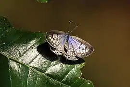 L. p. pirithous, 3 of 3female on male