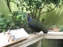 Congo peafowl