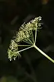 Compound umbel of a hemlock-parsley, Conioselinum pacificum (Apiaceae)