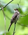 Eastern wood-pewee