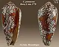 Conus pennaceus Born, I. von, 1778