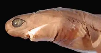 The cookiecutter shark has a short, rounded head with large, anteriorly placed eyes and a transverse mouth.