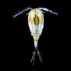 Microscopy image of a copepod on a black background.