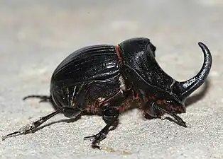 C. hispanus (Linnaeus, 1764)