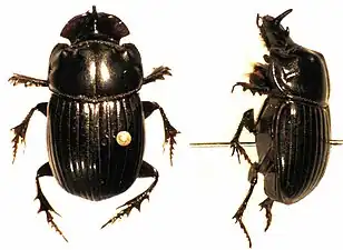 C. incertus Say, 1835