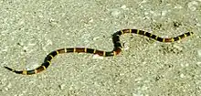 Eastern coral snake (Micrurus fulvius)