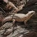 Giant girdled lizard at the San Diego Zoo