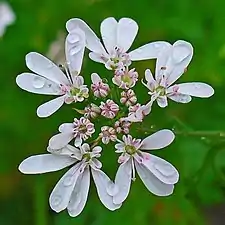 Umbel of Coriandrum sativum showing strong zygomorphy (asymmetry) in the outer flowers.