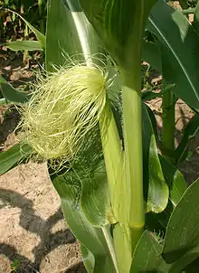 Cornsilk