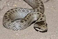 Smooth snake