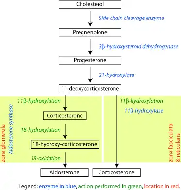 Corticosteroid biosynthetic pathway in the rat, showing reaction catalyzed by 3β-HSD (second arrow from the top).