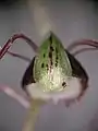 Corybas hypogaeus flower upper view