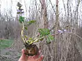 Mature specimen from a wood in Vicenza (Veneto, Italy) uprooted at flowering time to show large, hollow tuber.