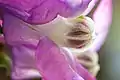 Central structure of interior of single flower. Rosenfeld, Baden-Württemberg southern Germany.